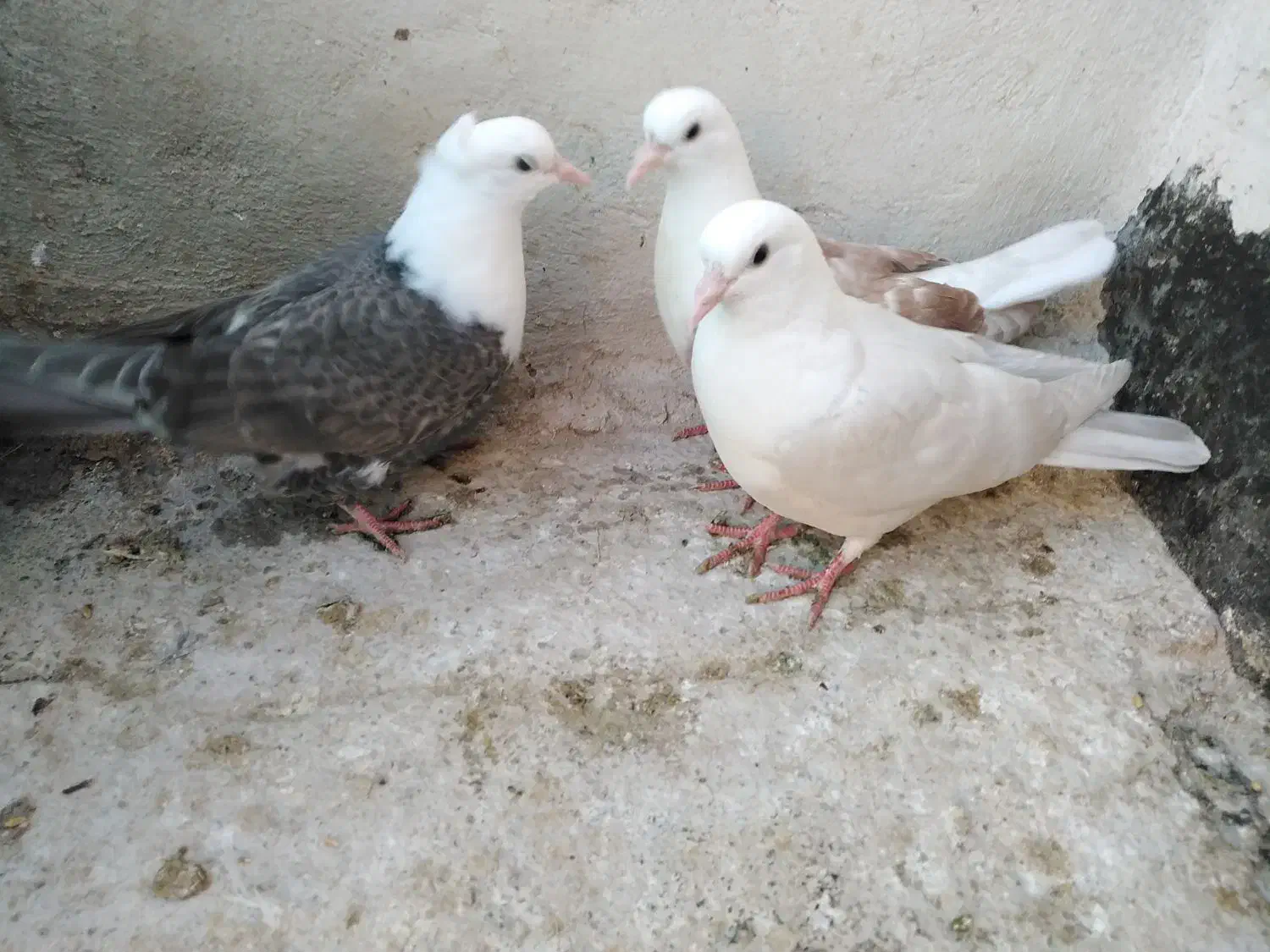 کبوتر، کله سفید، کلاغ کربلایی در چناران|پرنده|مشهد, توس (بلوار توس)|دیوار