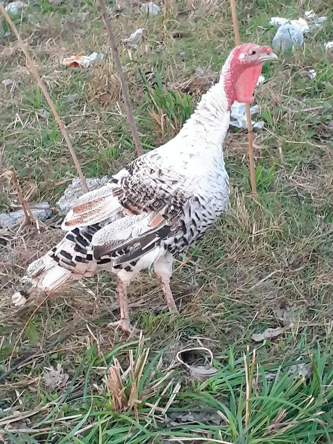 بقلمو سالم به شرت|حیوانات مزرعه|رضوانشهر, |دیوار