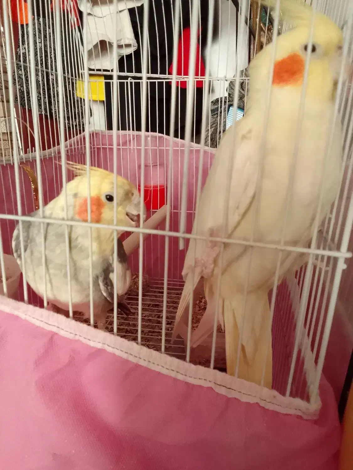 عروس هلندی|پرنده|الوند, |دیوار