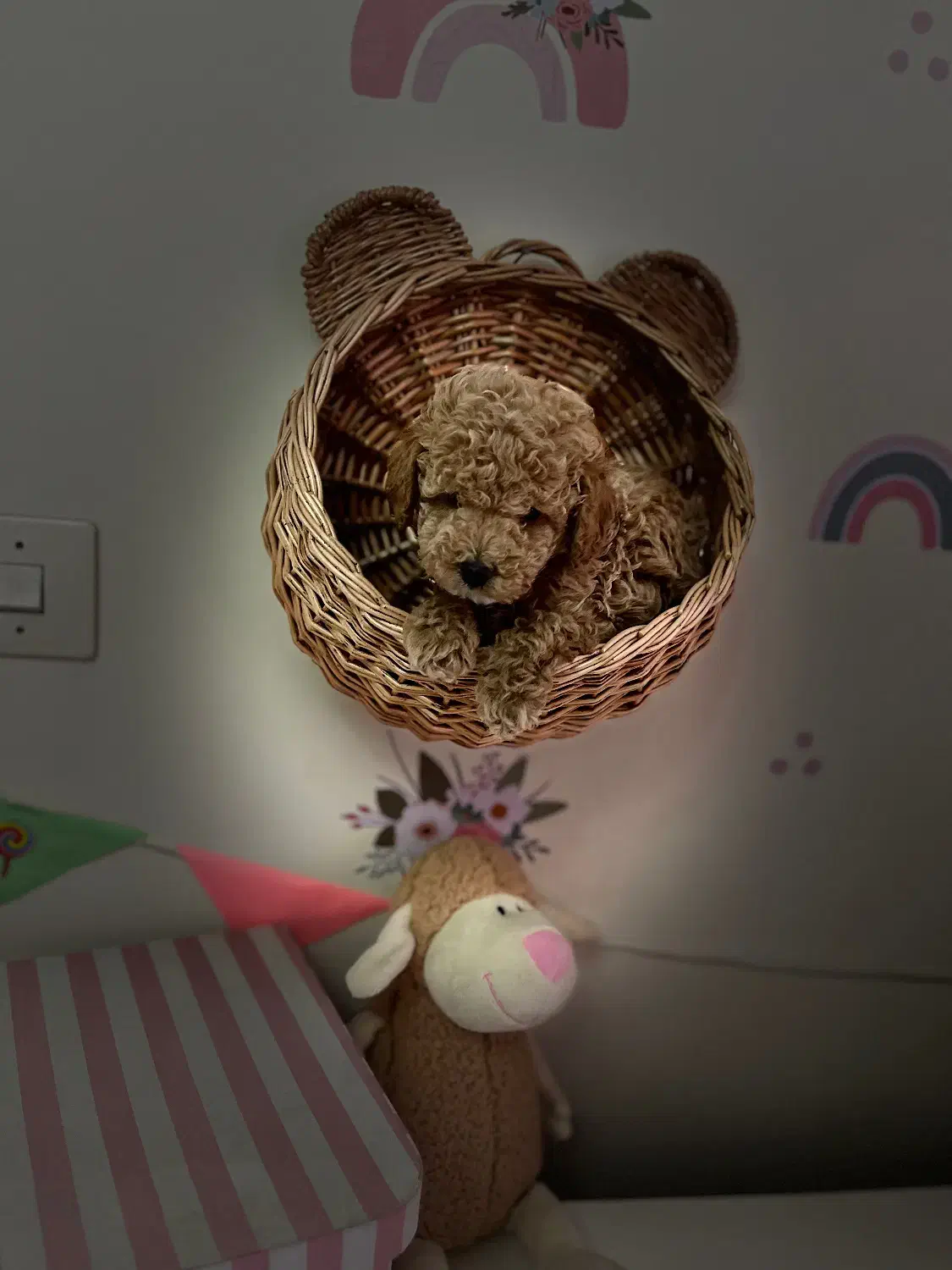 تاینی پودل|سگ|کرج, فاز ۴ مهرشهر|دیوار