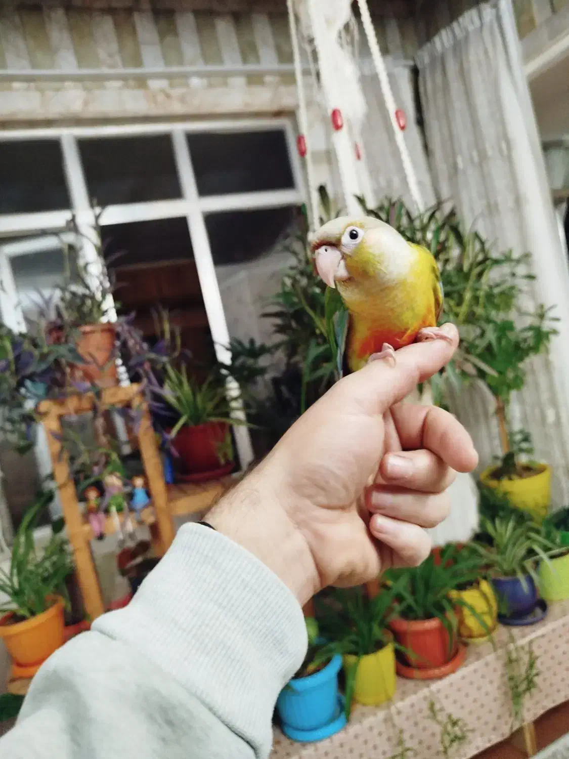 یک جفت طوطی گرینچیک|پرنده|ارومیه, |دیوار