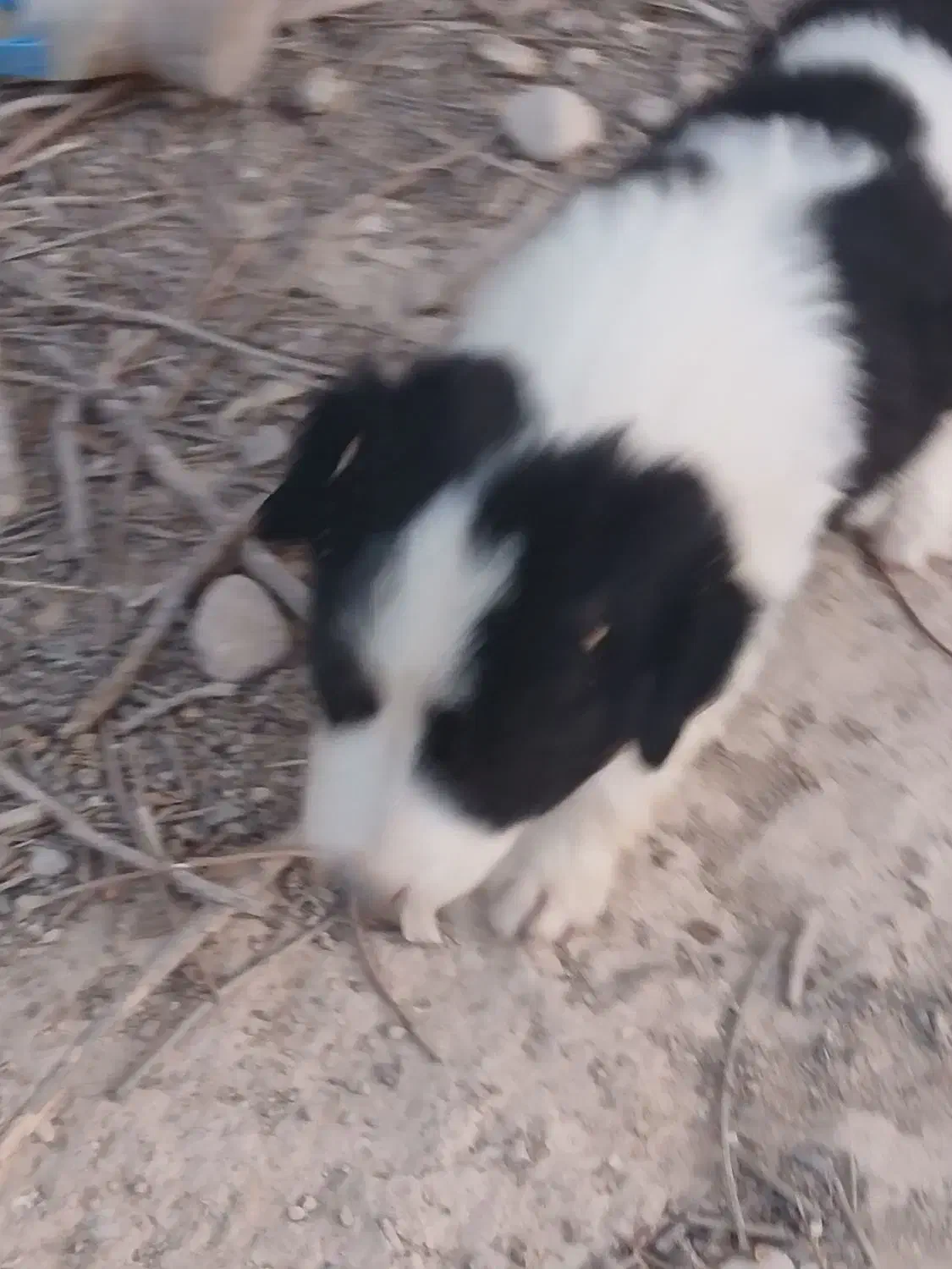 واگذاری سه عدد توله خوشگل س.گ|سگ|ایلام, |دیوار