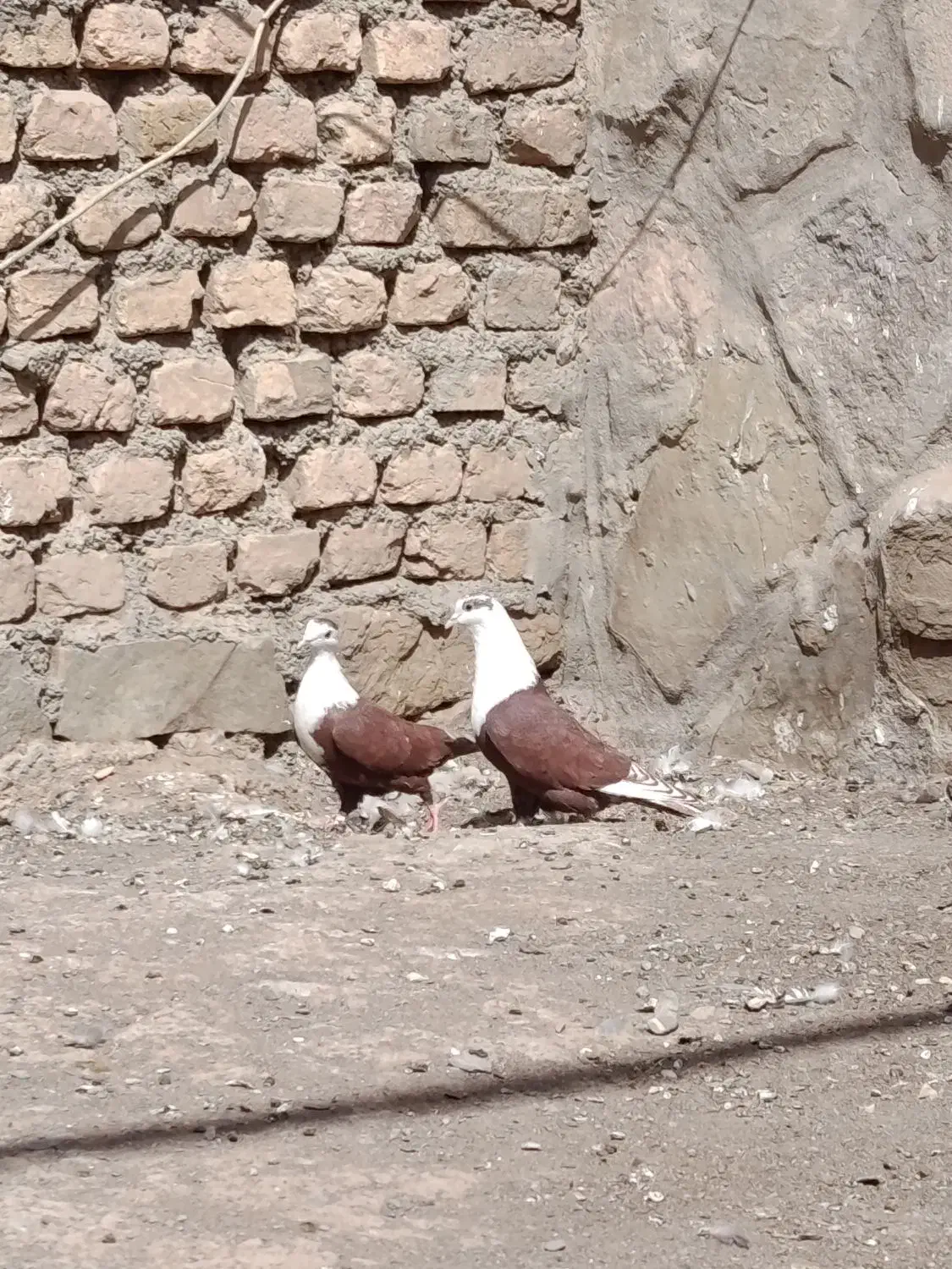 کفتر کلاغ کربلایی|پرنده|گلمکان, |دیوار