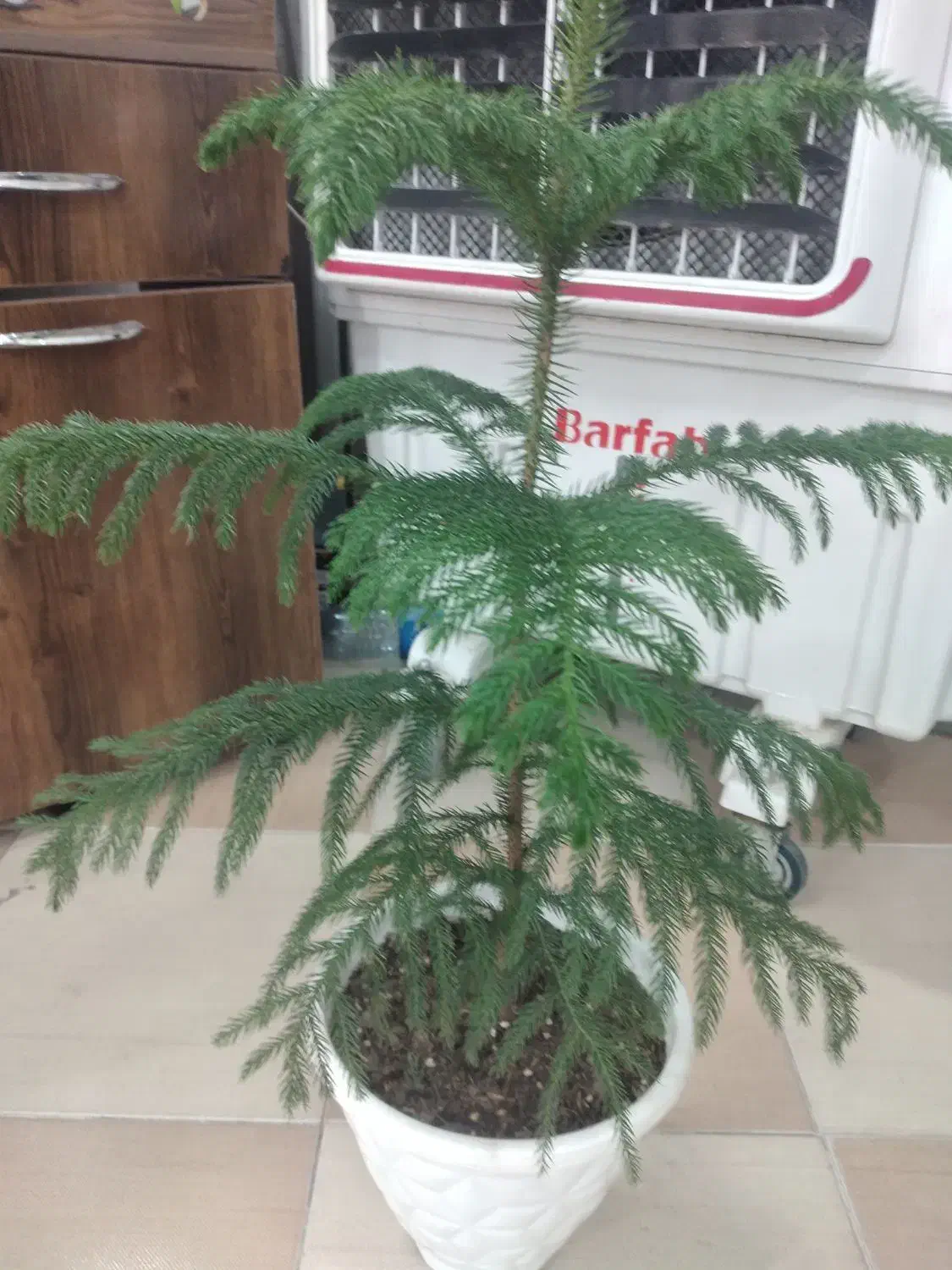 هم خونه همخونه آقا|اجارهٔ آپارتمان|سیرجان, |دیوار