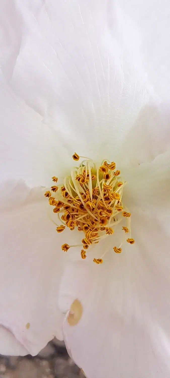 عسل طبیعی گون خرم اباد|خوردنی و آشامیدنی|تهران, نمایشگاه بین المللی|دیوار