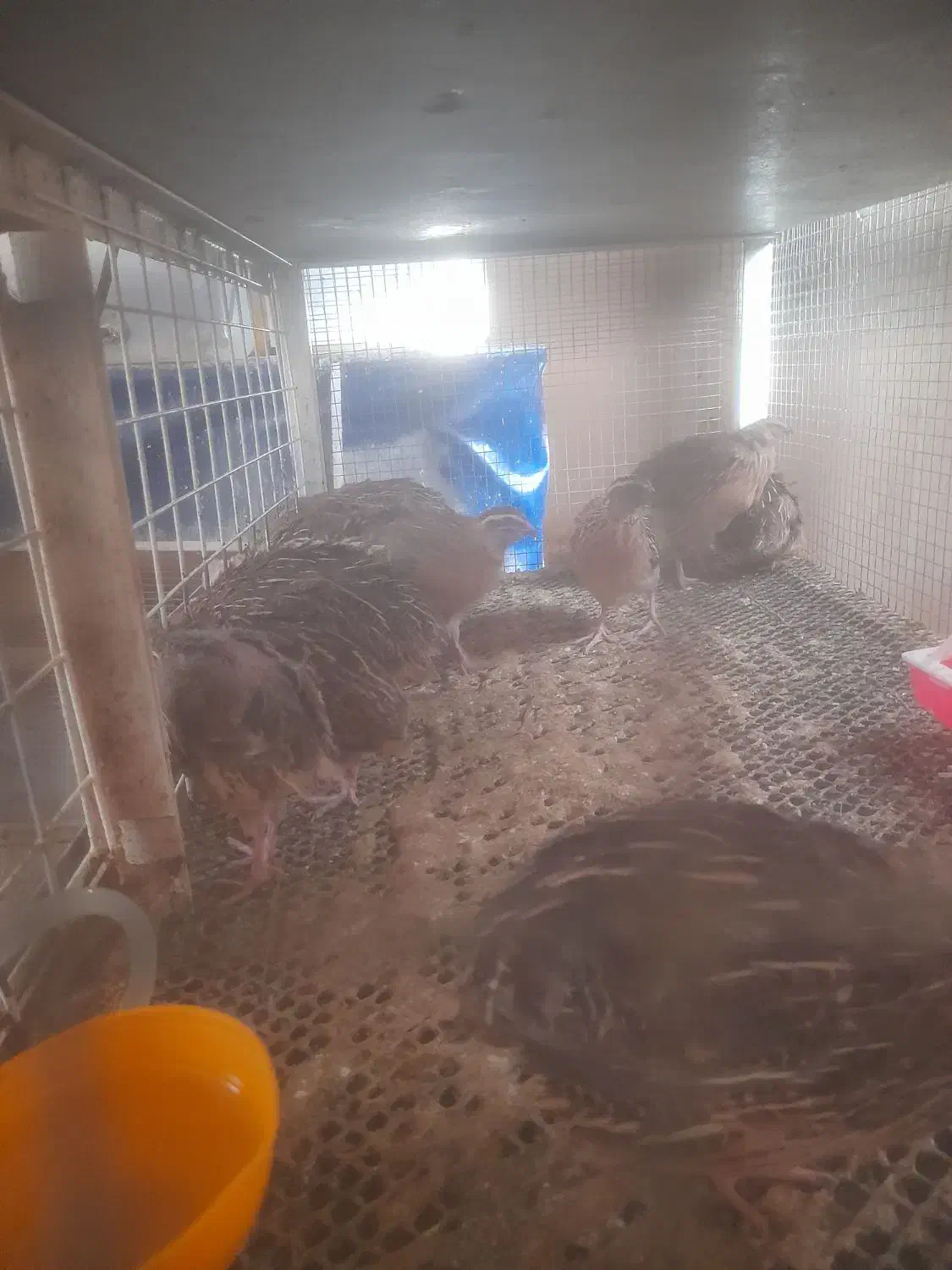 بلدرچین بالغ|حیوانات مزرعه|شیراز, قلات|دیوار