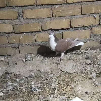 ساده سرخ نر چشم دورنگ|پرنده|میان ولایت, |دیوار