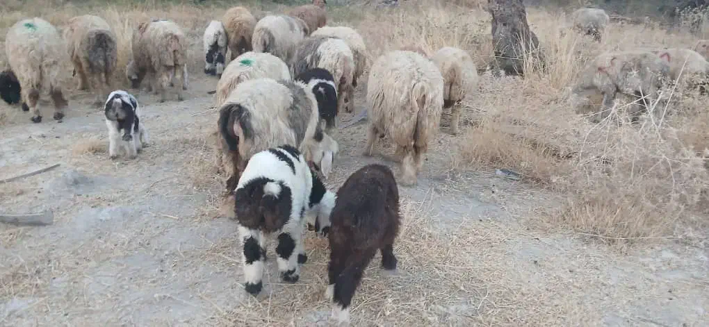 33راس شیشک میش داشتی بره دار و آبستن|حیوانات مزرعه|جره و بالاده, |دیوار