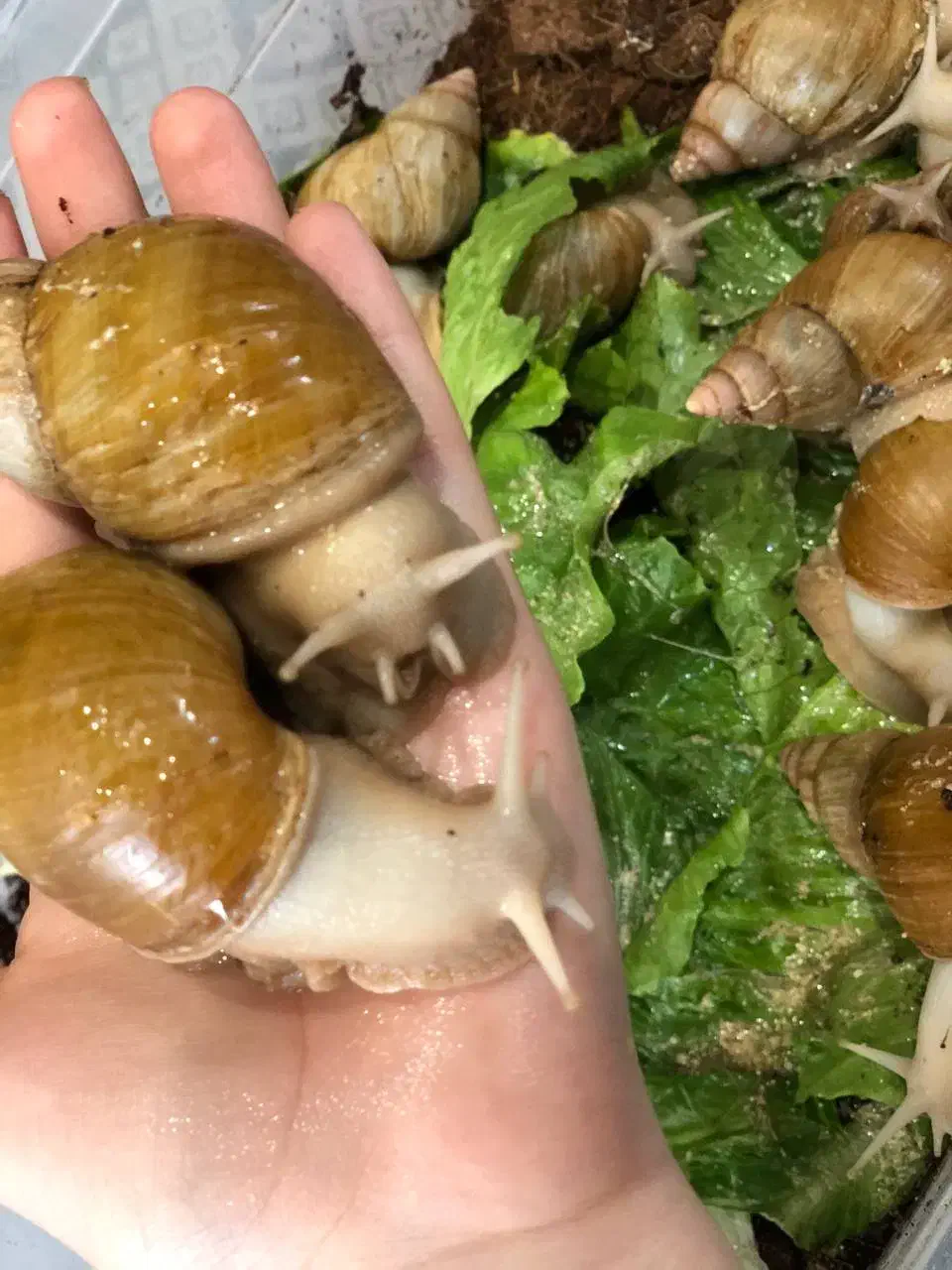 حلزون آچاتانیا|خزنده|تهران, مسعودیه|دیوار