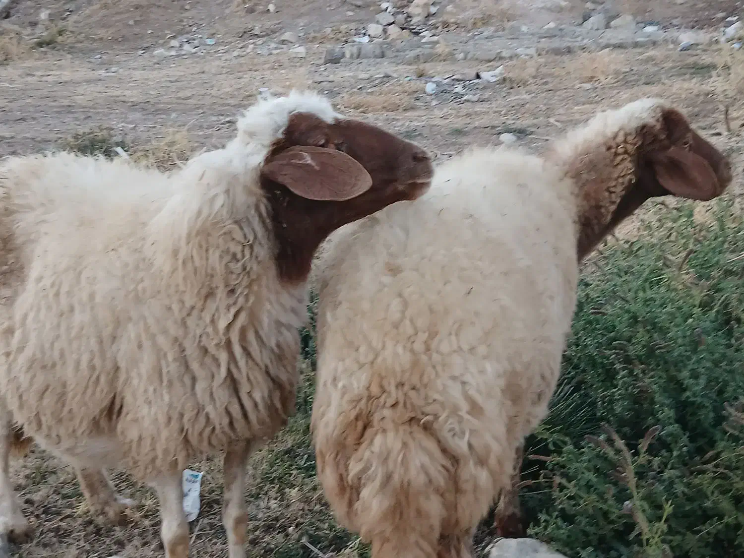 گوسفند|حیوانات مزرعه|ملکشاهی, |دیوار