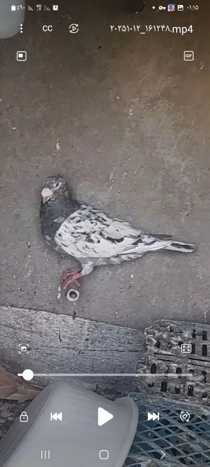 سار هفرنگ|پرنده|نیشابور, خط کاشمر|دیوار