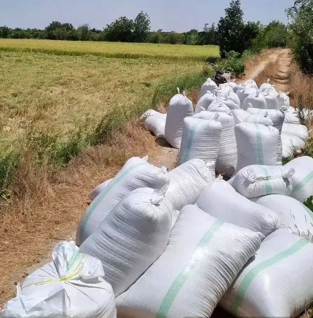 برنج شمال.فجر.دم سیاه.ندا|خوردنی و آشامیدنی|آق قلا, |دیوار