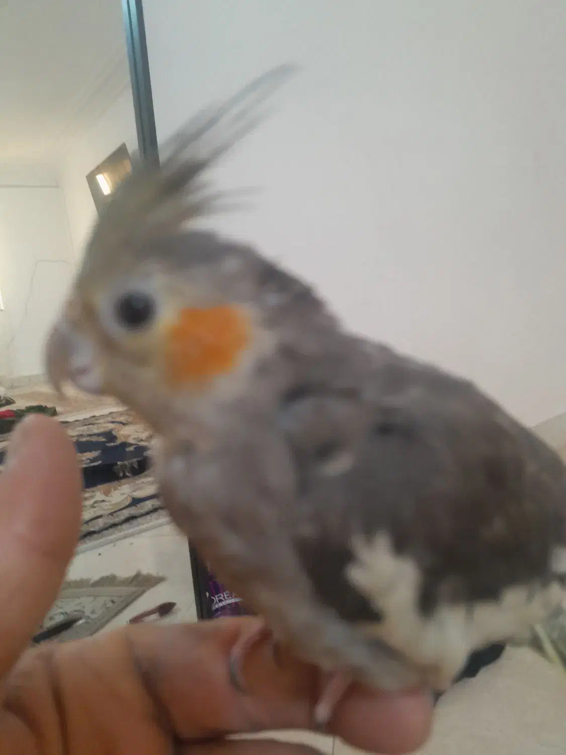 عروس هلندی|پرنده|مشکیندشت, |دیوار