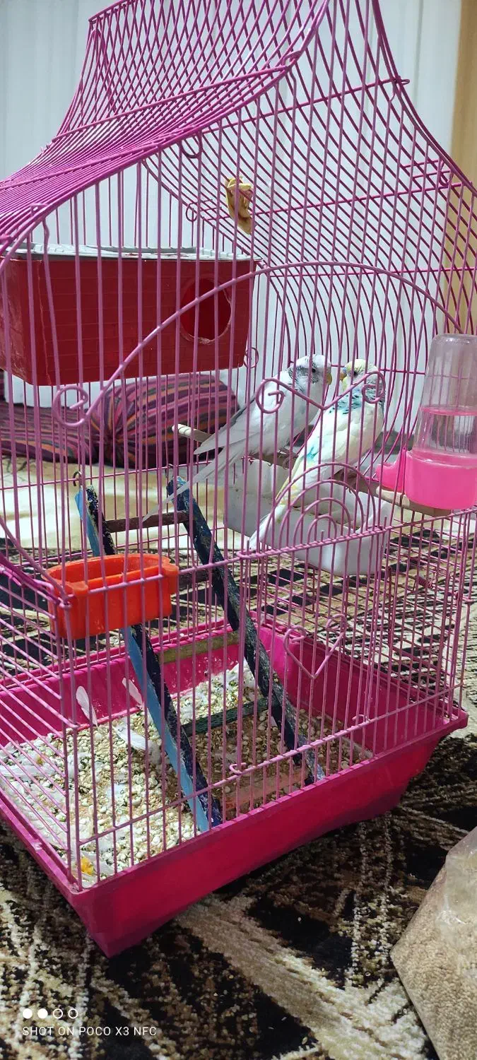 مرغ عشق مولد|پرنده|سقز, |دیوار