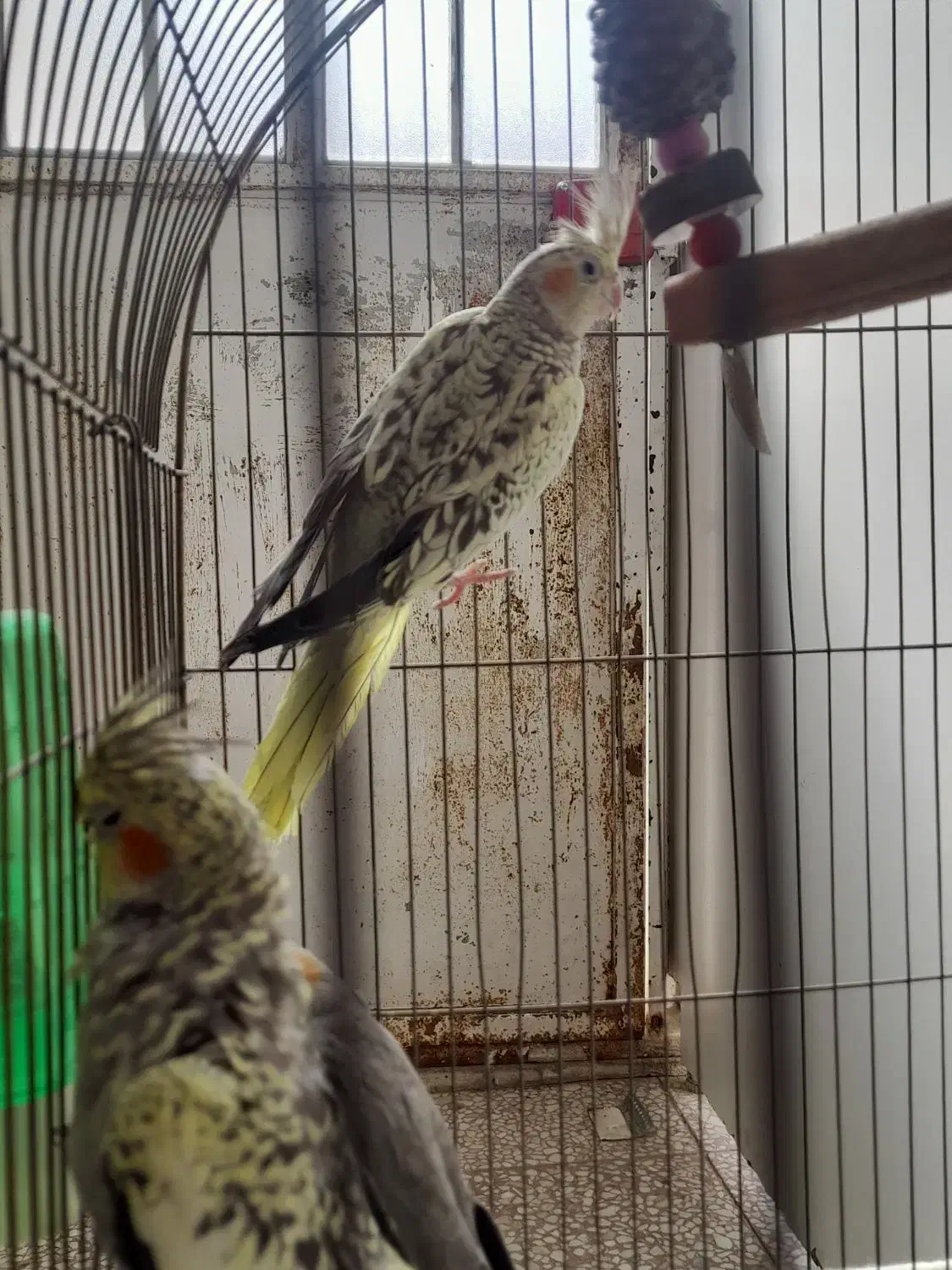 عروس هلندی|پرنده|قم, باغ شریفی|دیوار