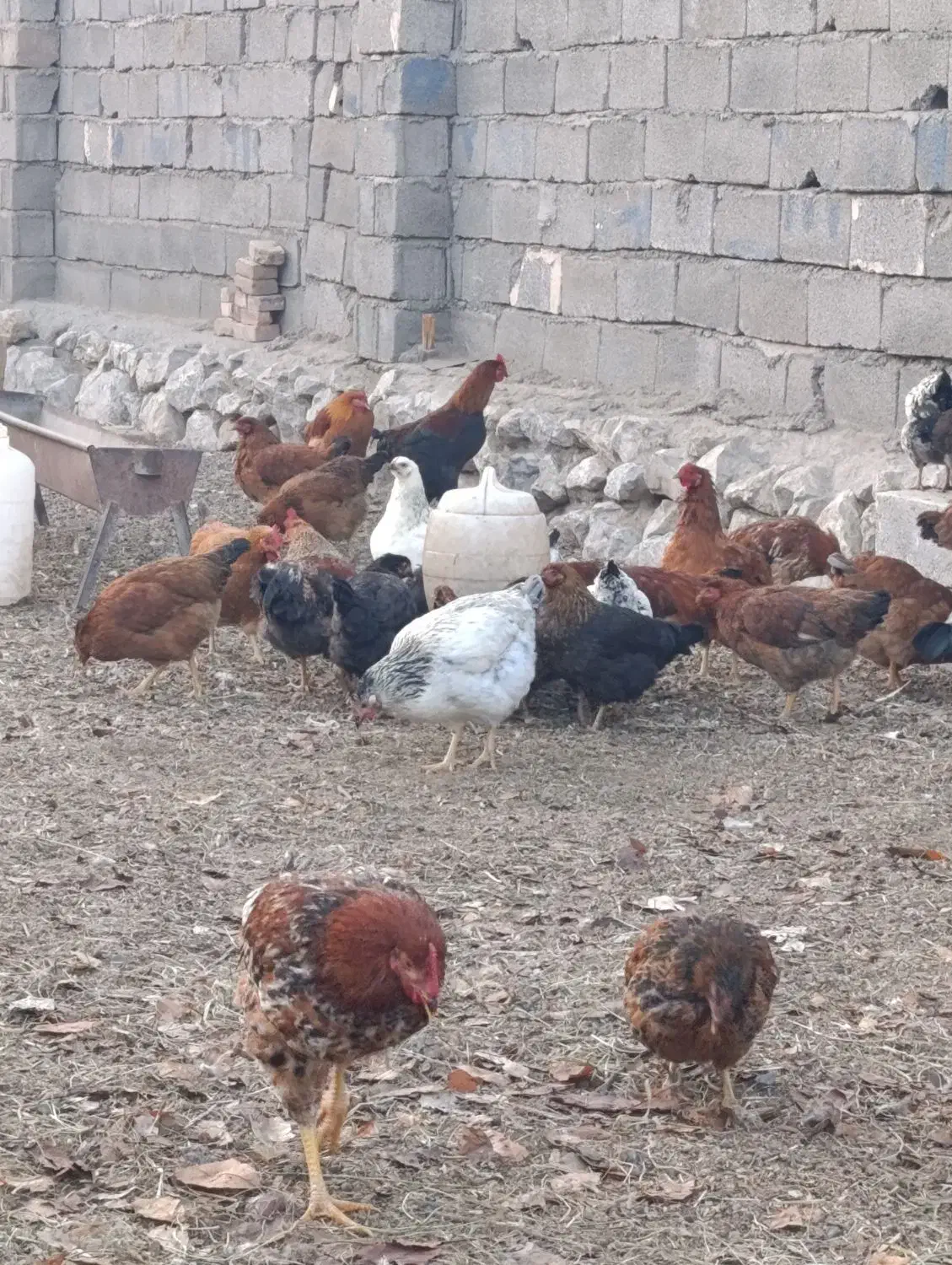 مرغ و خروس|حیوانات مزرعه|فیرورق, |دیوار