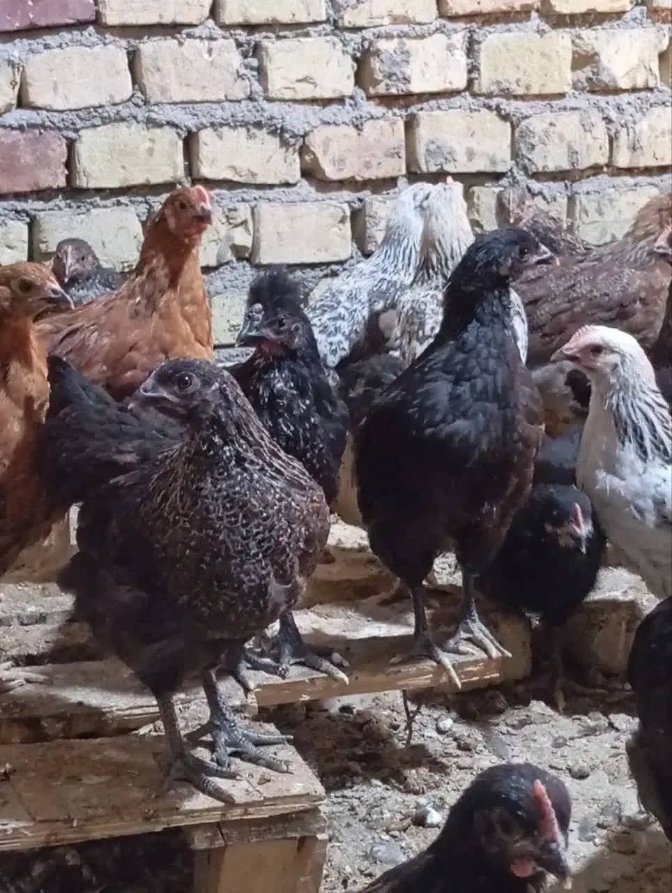 حراج فوری نیمچه مرغ|حیوانات مزرعه|مهریز, |دیوار