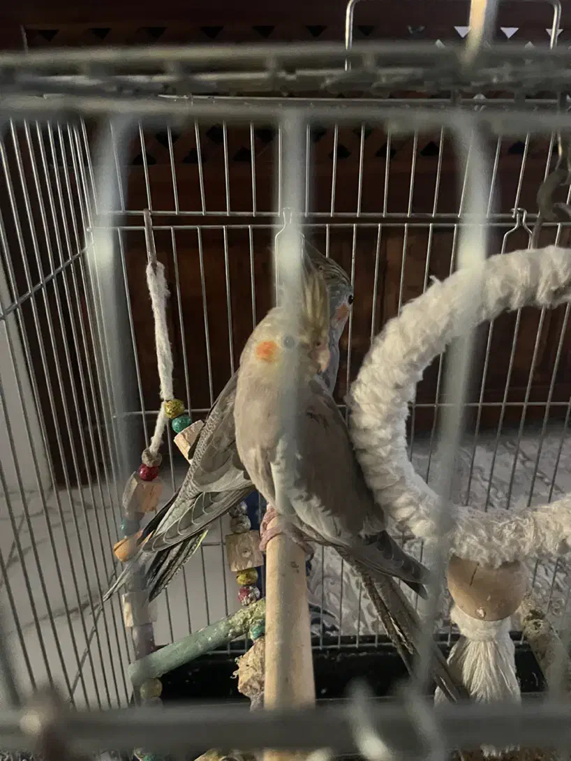 عروس هلندی ۵ ماهه|پرنده|نظرآباد, نظرآباد|دیوار