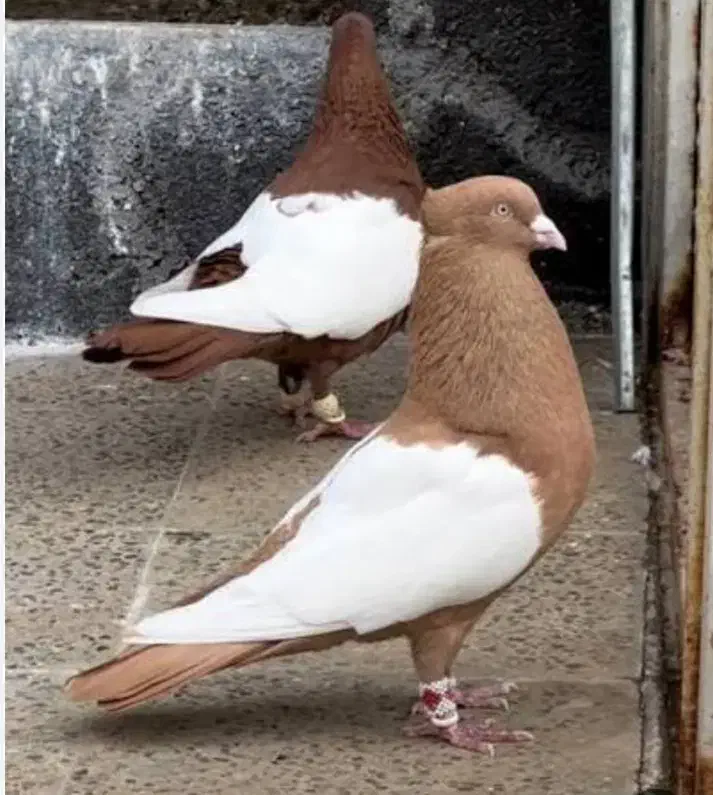 کبوتر|پرنده|قزوین, |دیوار