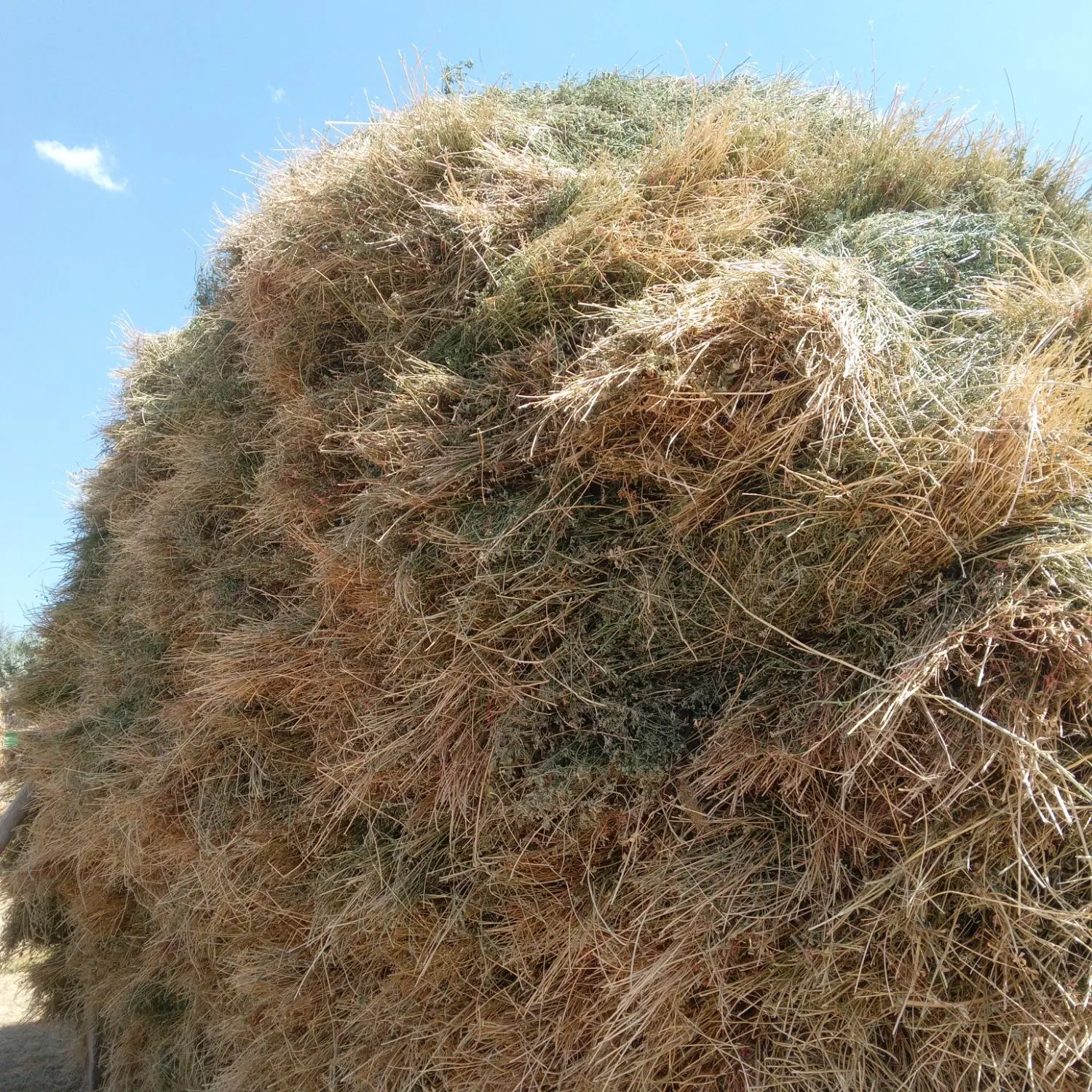 یونجه|خدمات باغبانی و درختکاری|سراب, |دیوار