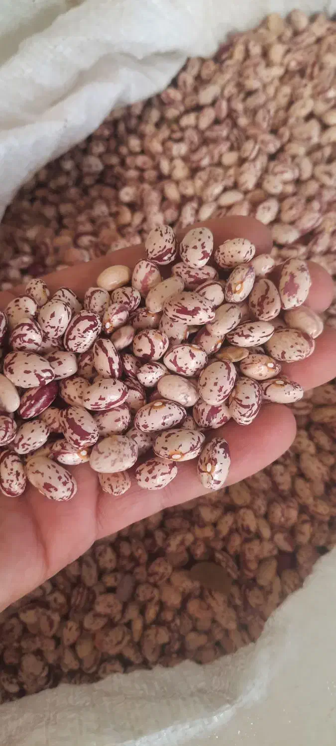 لوبیا چیتی|خوردنی و آشامیدنی|عجب شیر, |دیوار