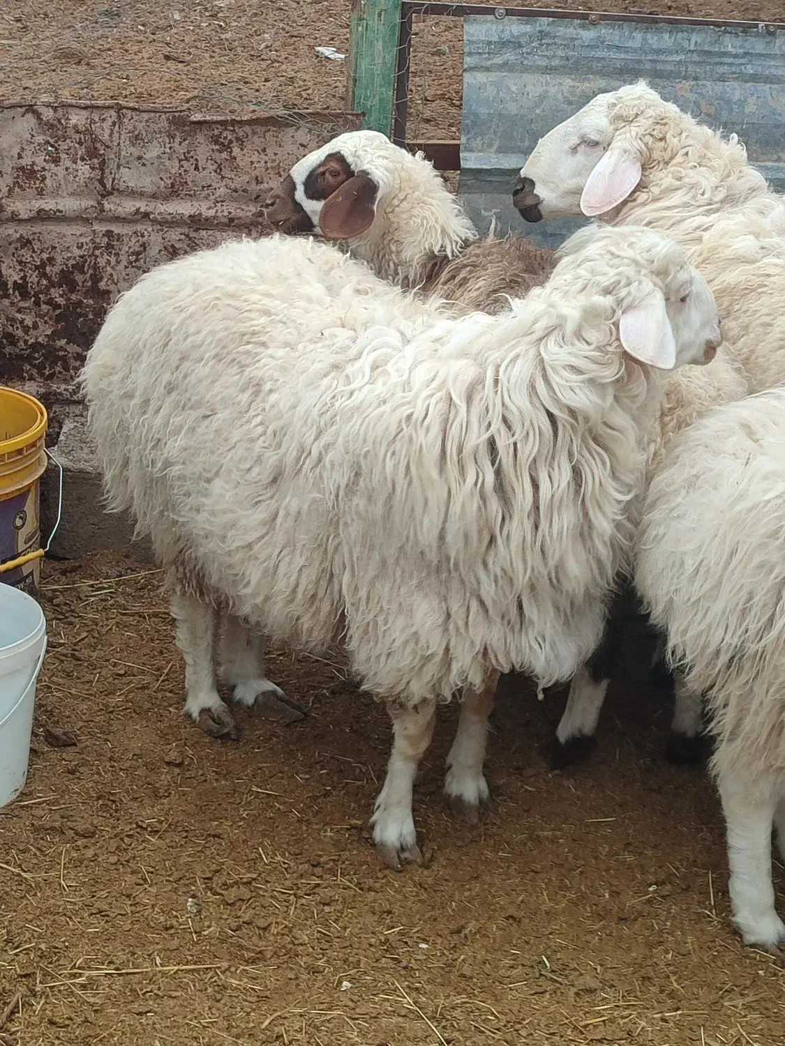 بره نر چاق.|حیوانات مزرعه|مود, |دیوار