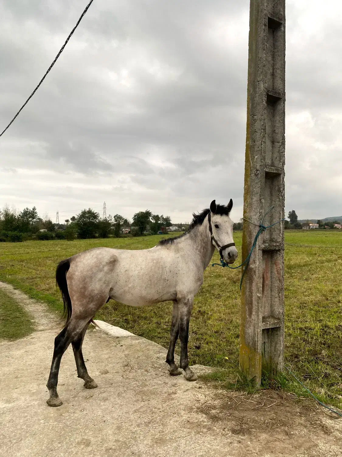 اسب نریون پنج سال|اسب و تجهیزات اسبسواری|پرهسر, |دیوار