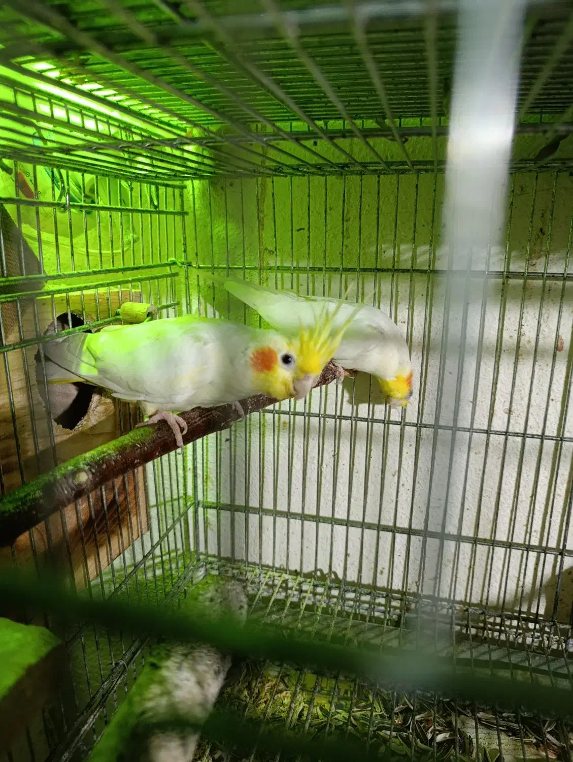 طوطی عروس  جفت و جوجه|پرنده|بهشهر, |دیوار