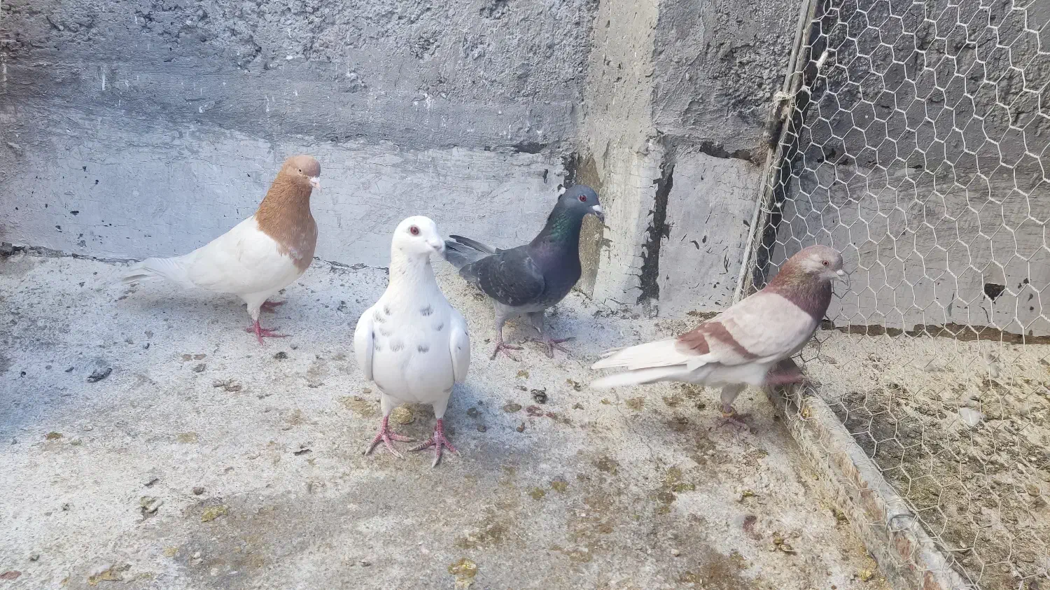 کفتر|پرنده|شیراز, کوشک میدان|دیوار