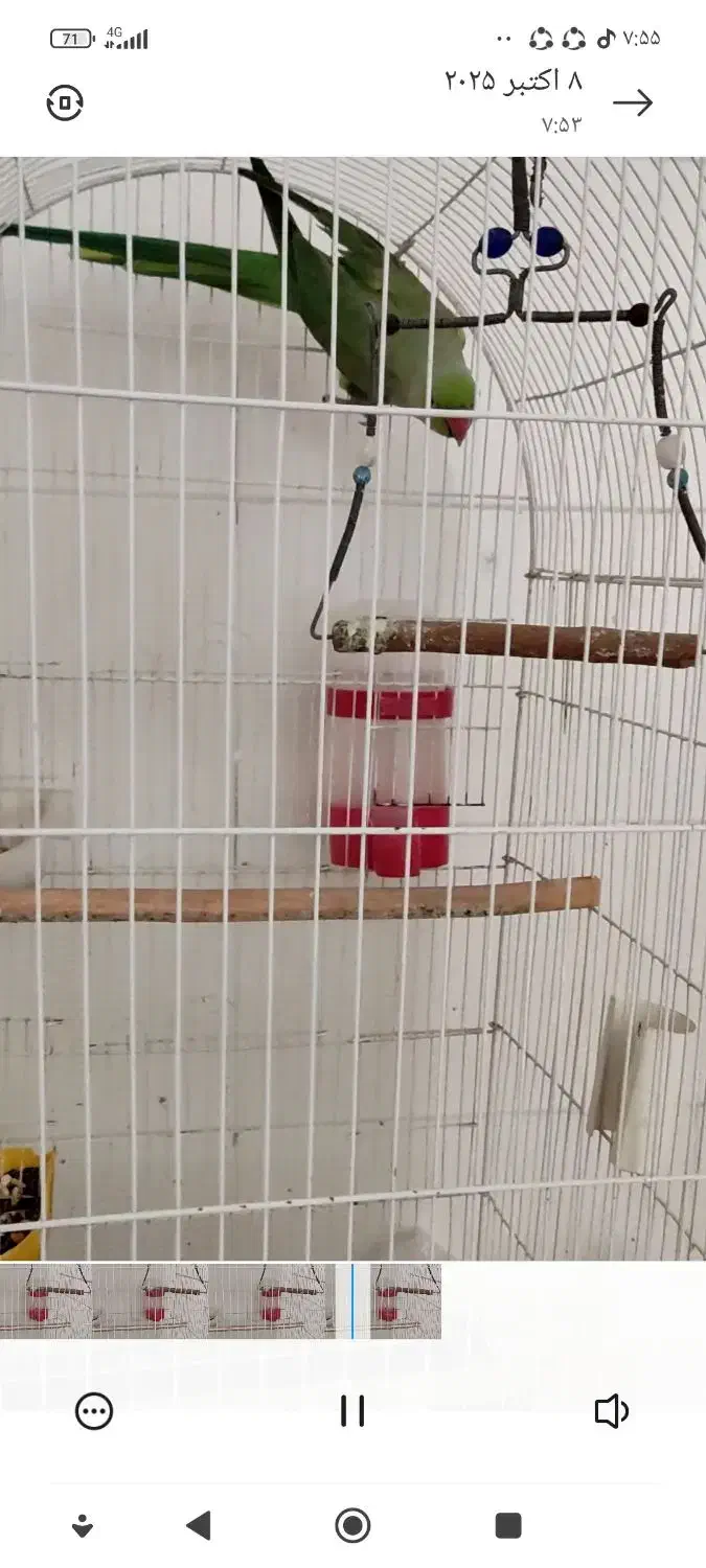 طوطی ملنگو نر یک ساله|پرنده|اندیمشک, |دیوار