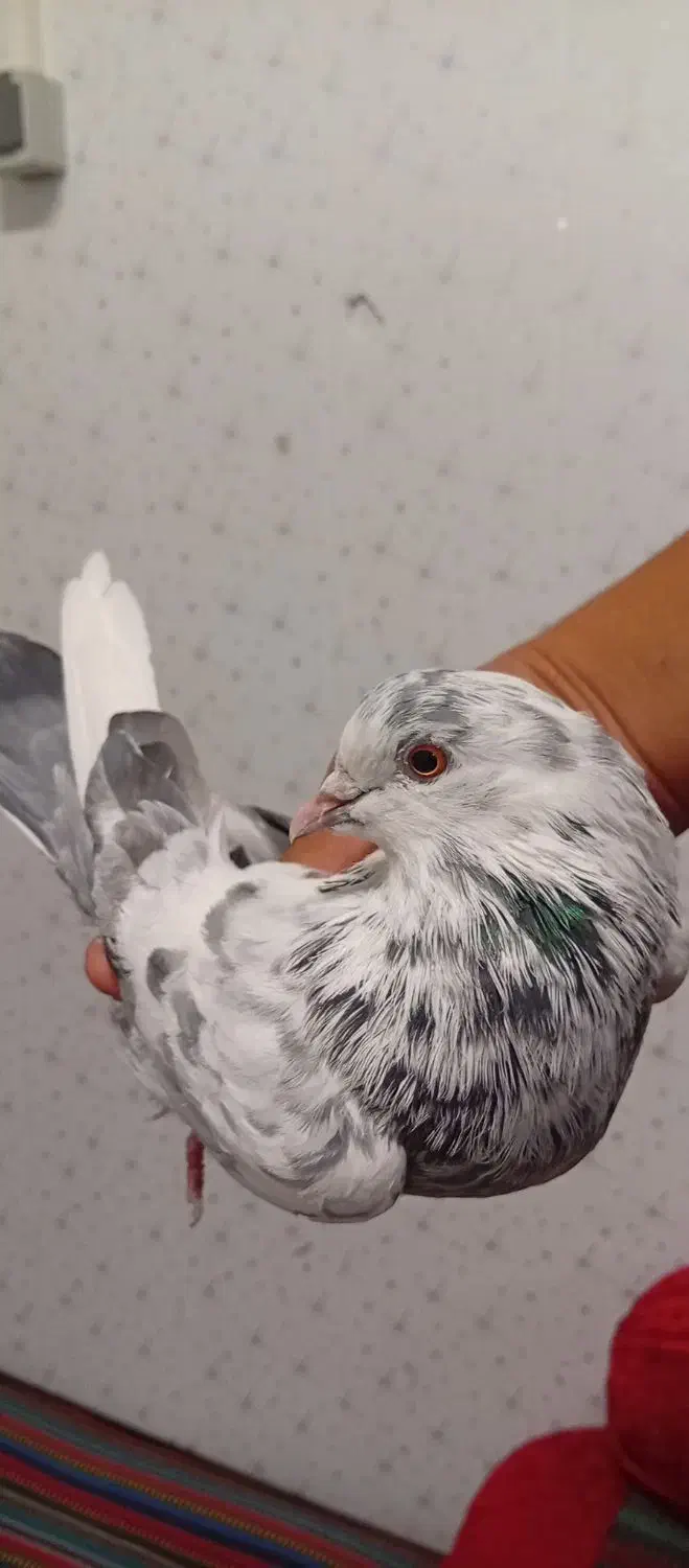 کبوتر پرشی|پرنده|کهریزک, |دیوار