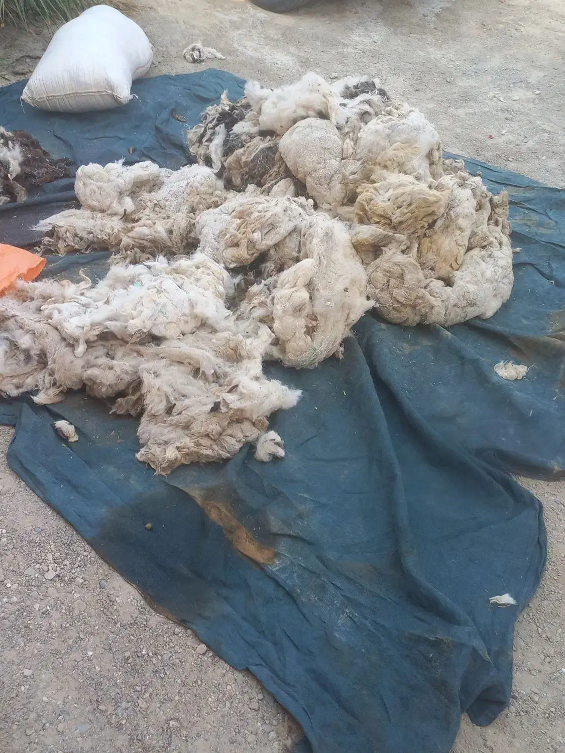 پشم گوسفند تازه چینده شده|رختخواب، بالش، پتو|زابل, |دیوار