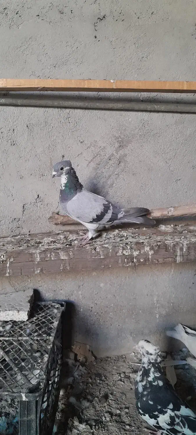 کبوتر معمولی گرفتنی|پرنده|اهواز, بعثت|دیوار