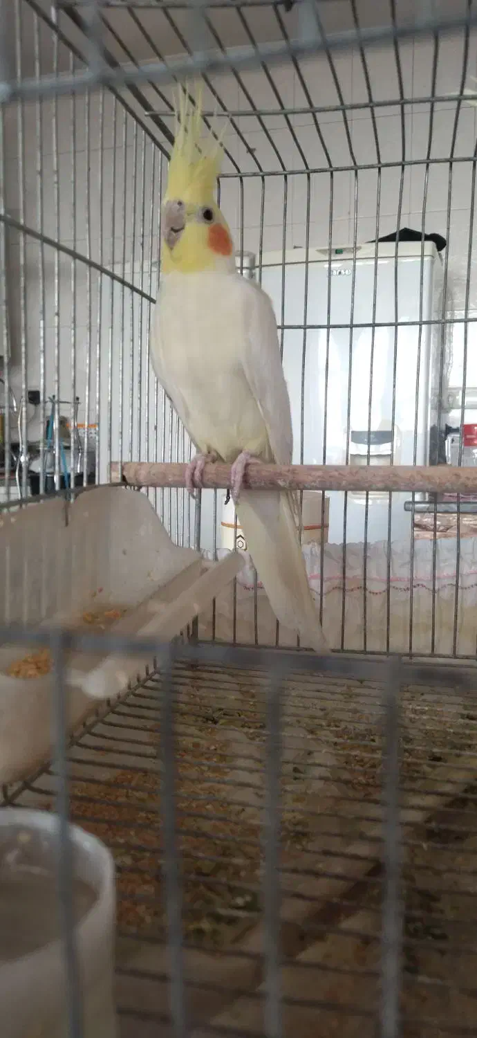 عروس هلندی نر|پرنده|شهرکرد, |دیوار