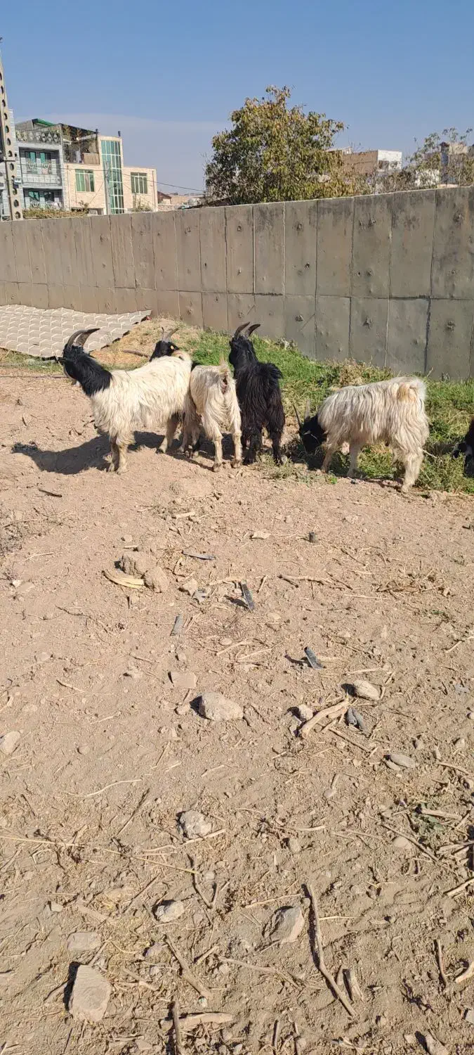 بزغاله سالم سرحال ۵ تا ۳۰ میلیون|حیوانات مزرعه|کرج, کمال‌شهر|دیوار