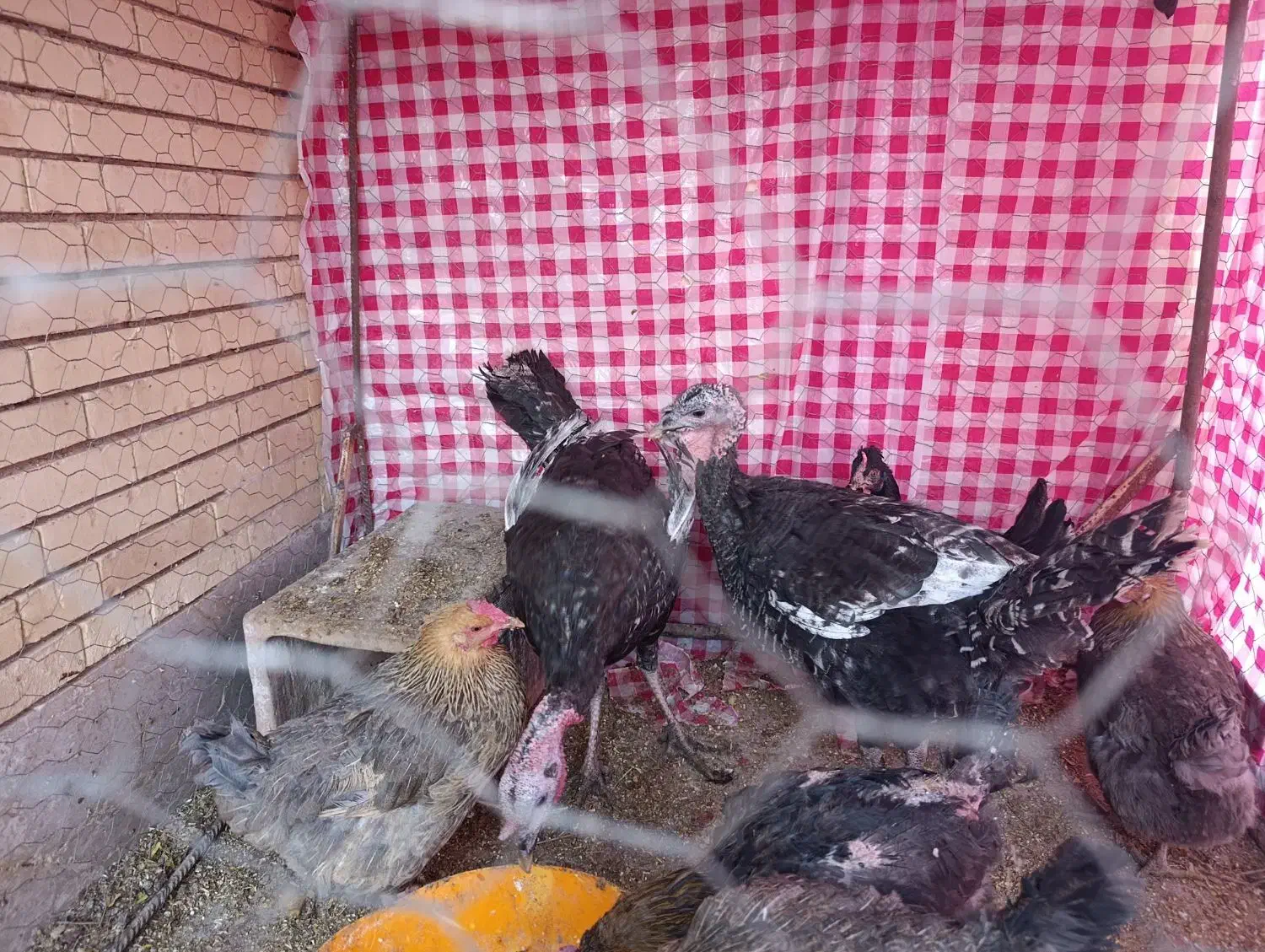 بوقلمون جوان|حیوانات مزرعه|رفسنجان, |دیوار