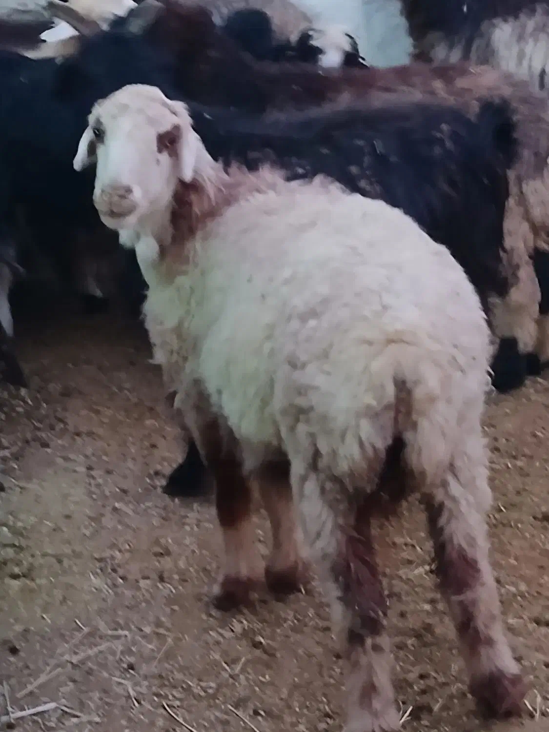 میش آبستن داشتی تمیز|حیوانات مزرعه|مرودشت, مختارآباد|دیوار