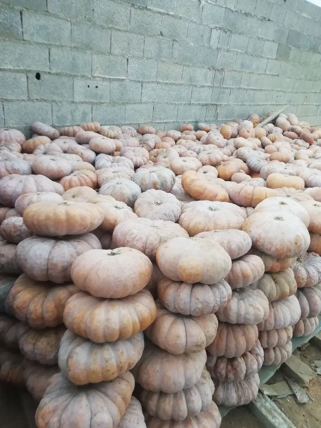 طلای گیلان|جواهرات|صومعه‌سرا, |دیوار