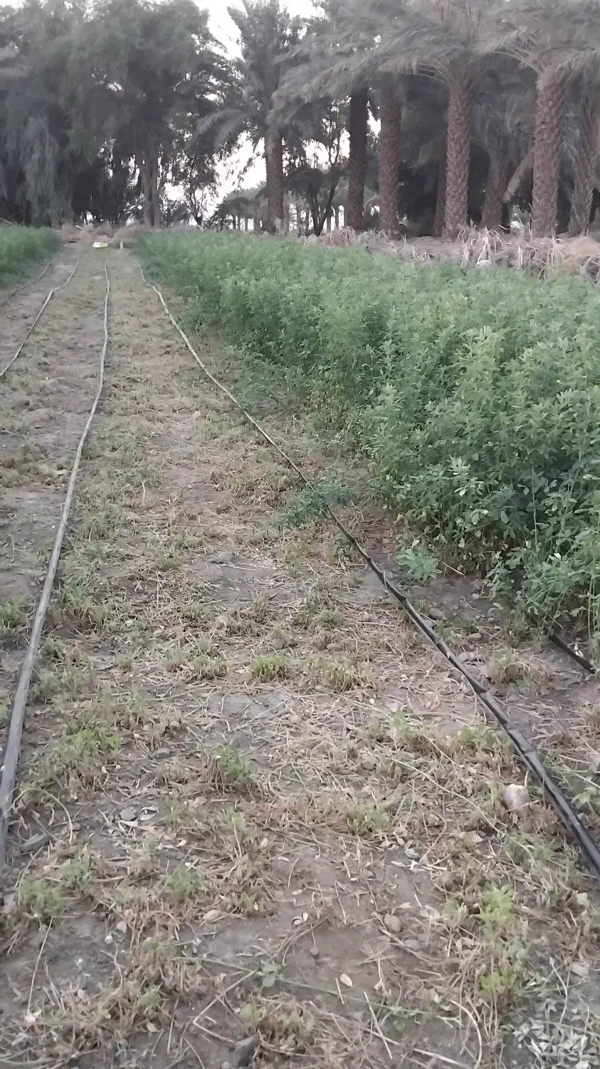 یونجه|خدمات باغبانی و درختکاری|کهنوج, |دیوار