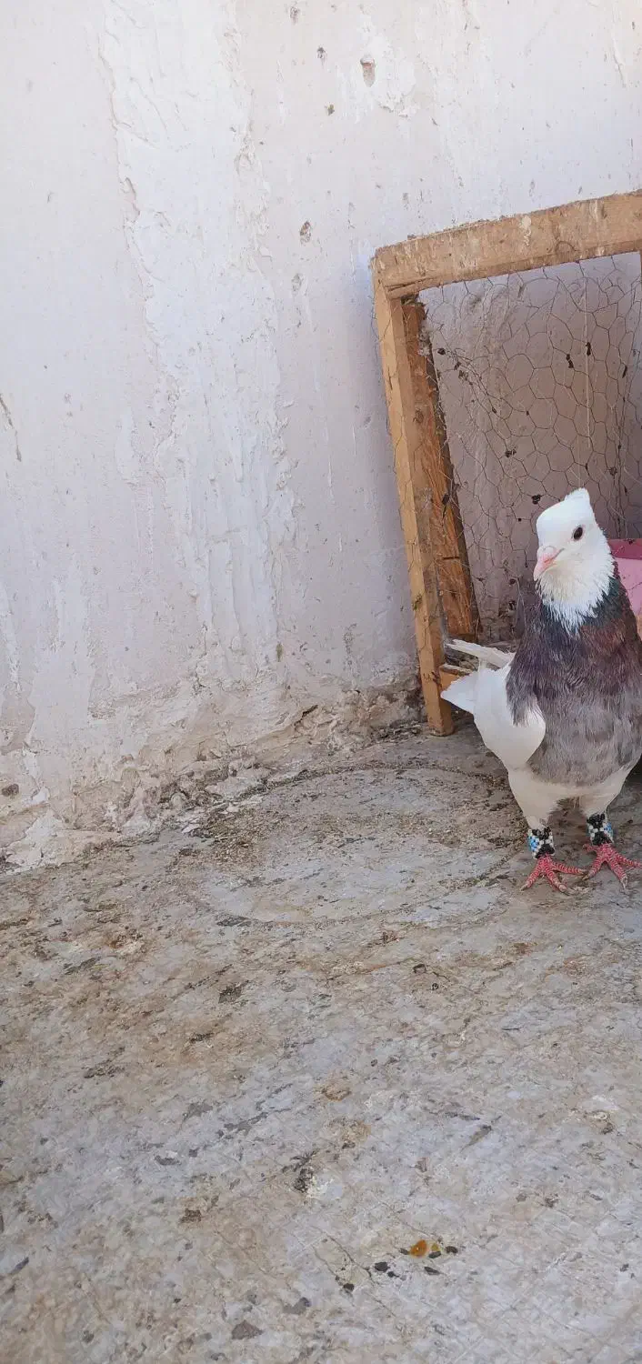 دوعددطوقی نر|پرنده|فردیس, شهرک ناز|دیوار