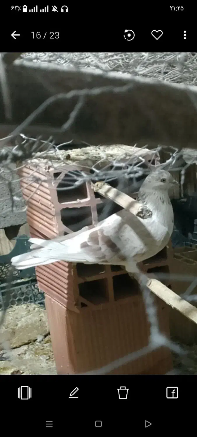 کفتر ملکی جفتشون باهم 600تمن|پرنده|کهنوج, |دیوار