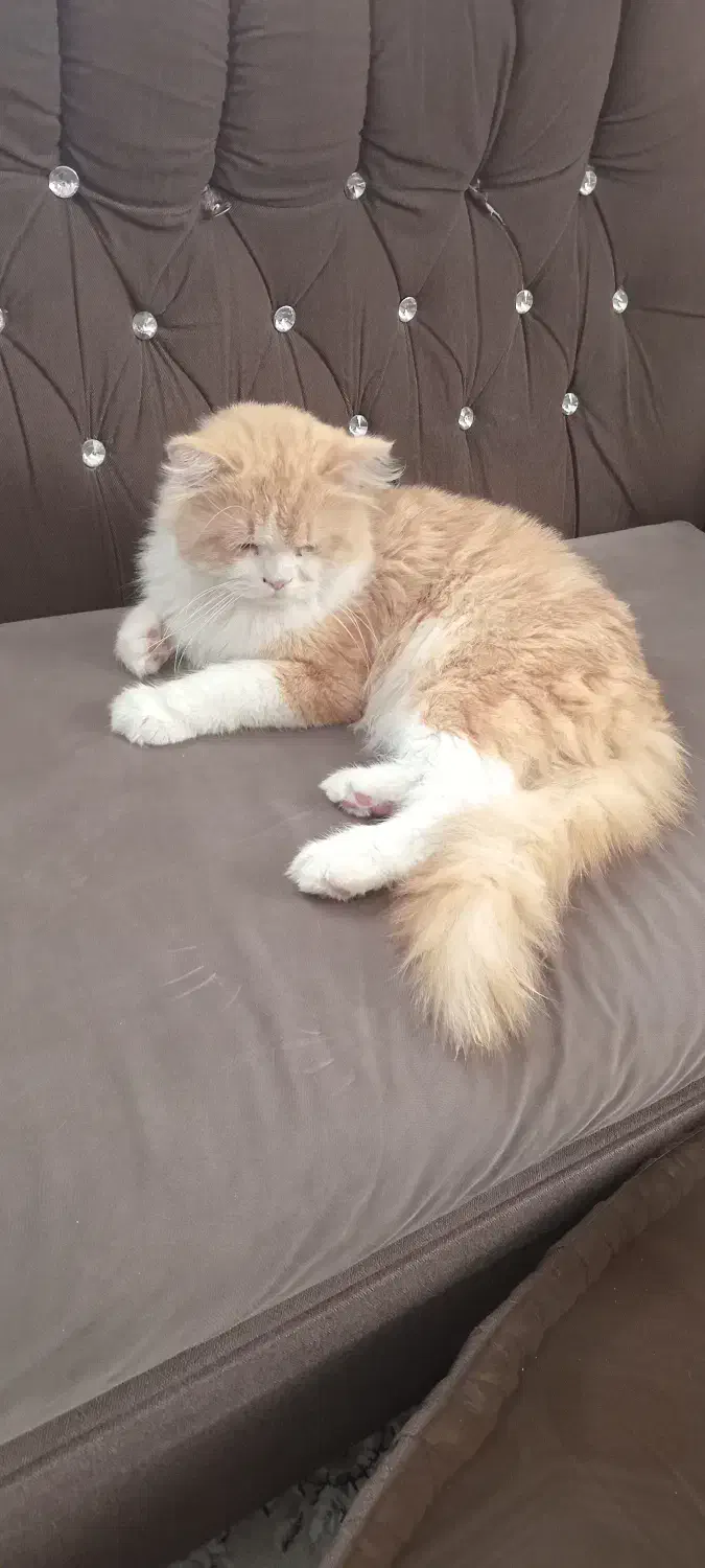 گربه پرشین|گربه|کاشان, خرمدشت|دیوار