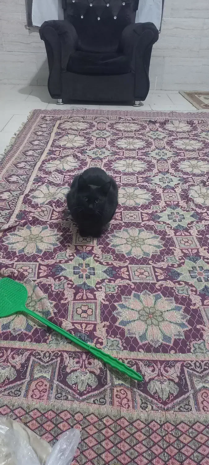 واگذاری گربه ژاپنی|گربه|نیشابور, گنبد سبز|دیوار