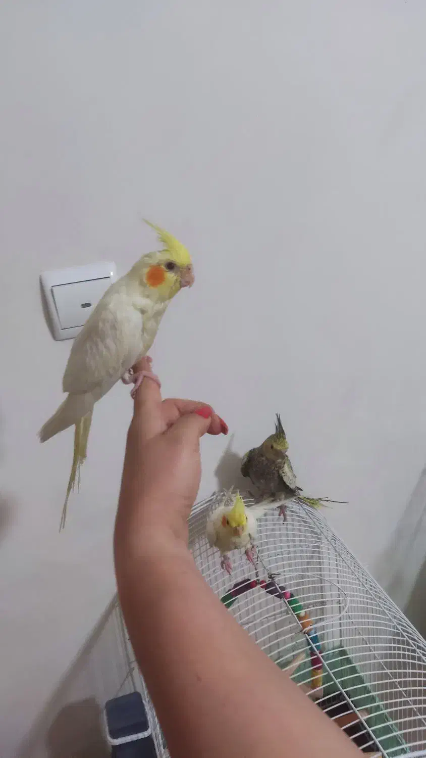 جوجه عروس هلندی ۲ماهه|پرنده|تهران, جوادیه تهرانپارس|دیوار