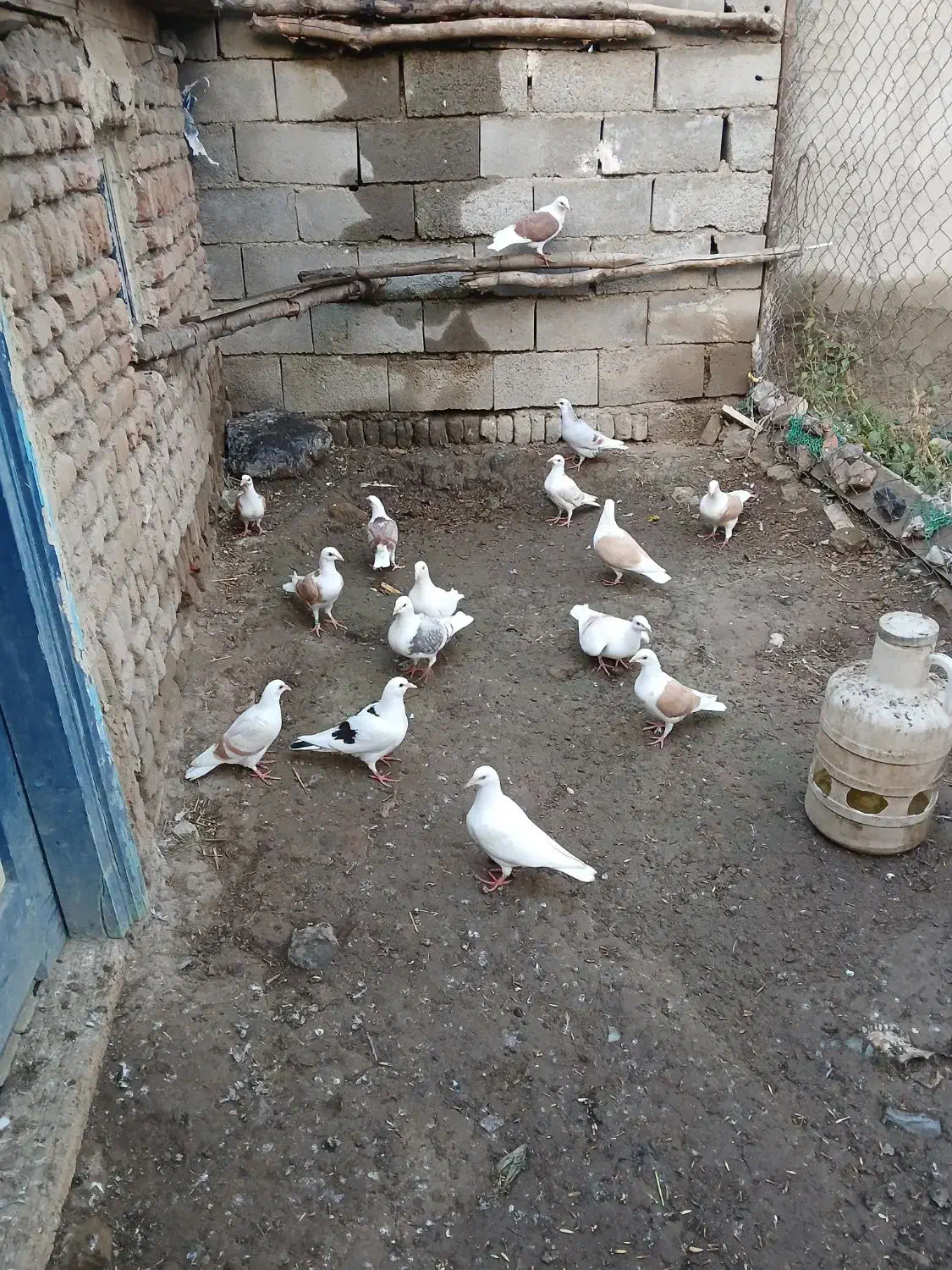 دوبرآلمانی|پرنده|فیروز, |دیوار