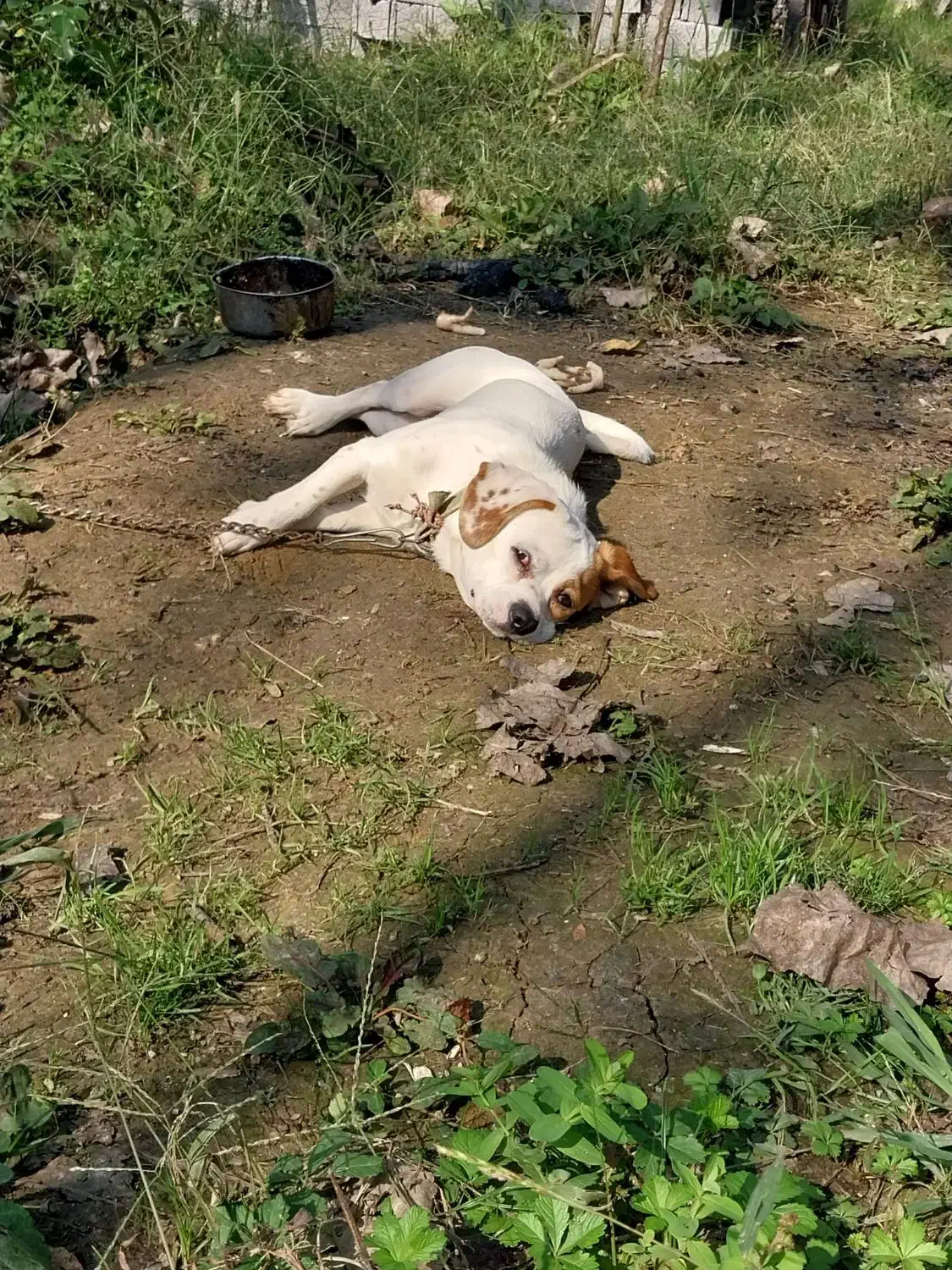 سگ پاکوتاه|سگ|لاهیجان, آهندان|دیوار