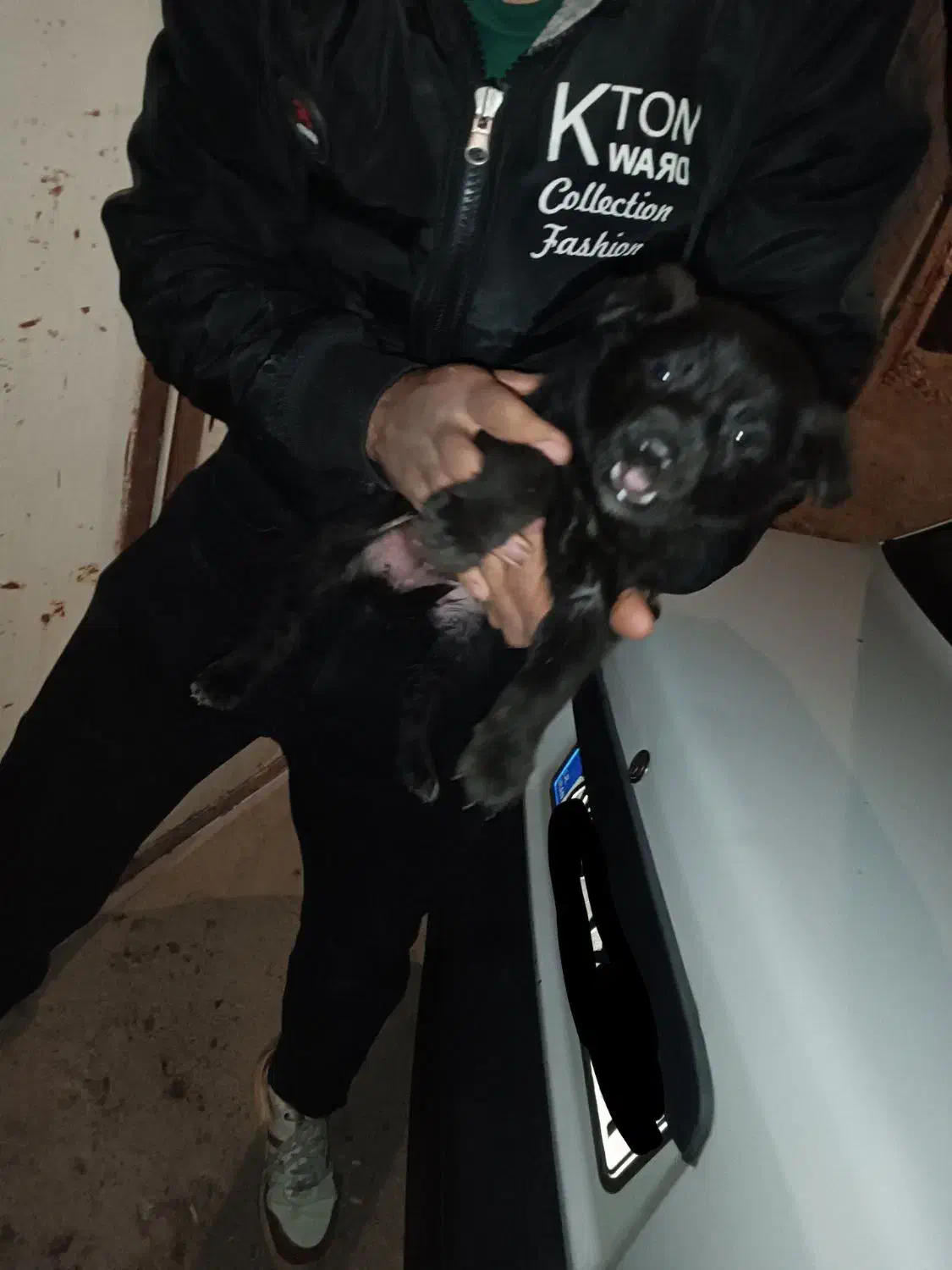 سگ.|سگ|بیرجند, |دیوار