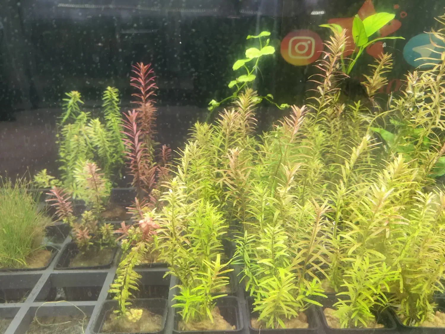 انواع گیاه های آکواریوم پلنت بصورت گلدانی فقط 55|ماهی|مشهد, فاطمیه|دیوار