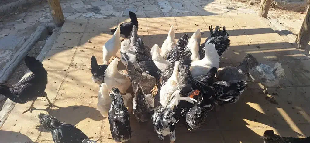 مرغ گلین لری اصیل|حیوانات مزرعه|پاکدشت, پاکدشت (مامازند)|دیوار