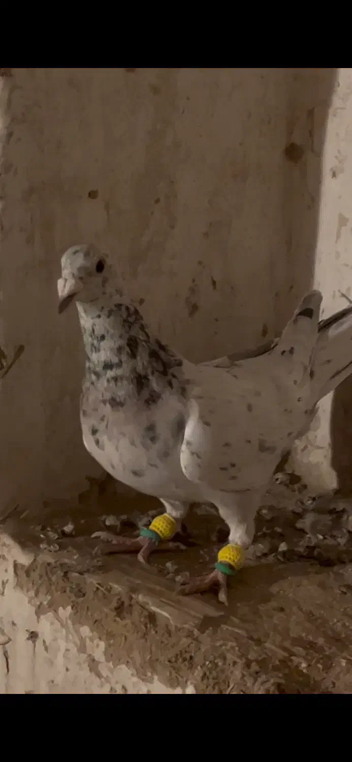 کبوتر|پرنده|ابهر, |دیوار